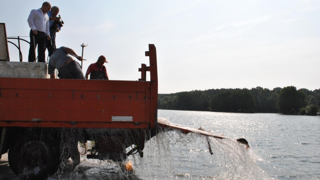 С 1 200 шарана зарибиха езерото „Липник“ край Русе