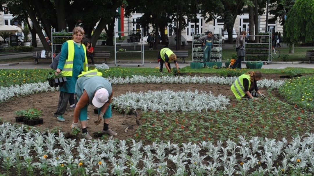 Започна лятното зацветяване на градинките в Русе