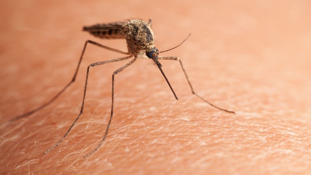 Пръскането срещу комари с наземна техника продължава и днес