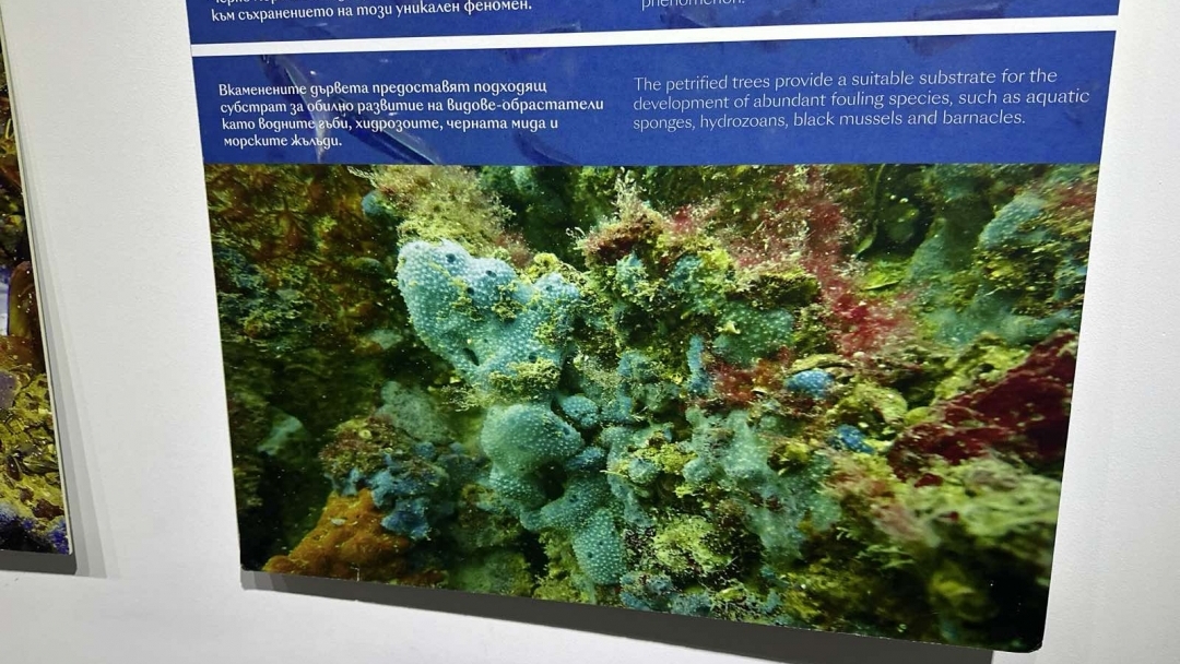 Знамето на Русе ще бъде част от следващата българска полярна експедиция