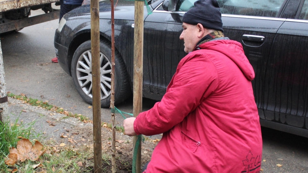 Над 100 дръвчета вече са засадени по програмата за залесяване на Община Русе