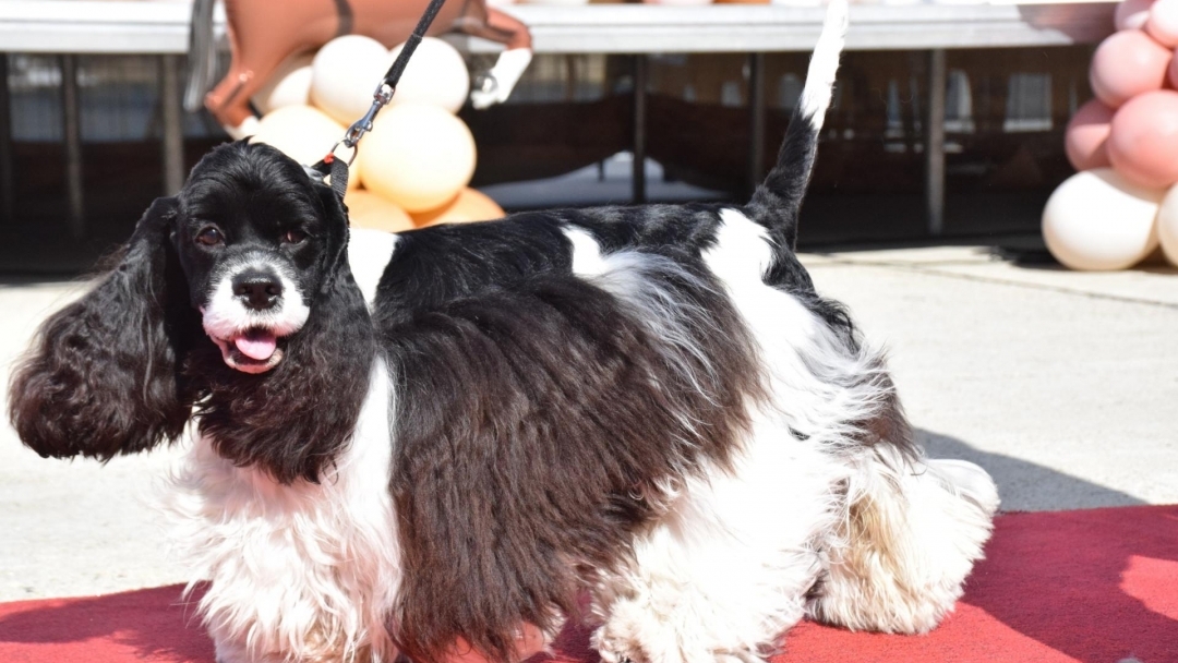 Над 70 животни дефилириха по червения килим на Парада на домашните любимци в Русе