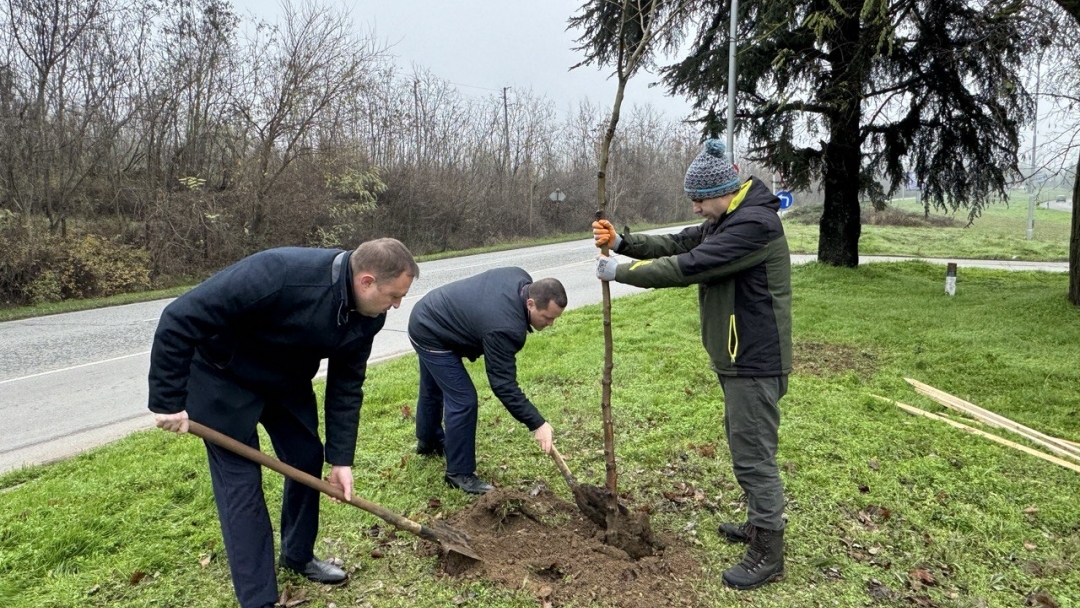 Кметът Пенчо Милков се включи в засаждането на 70 чинара по бул. „България“
