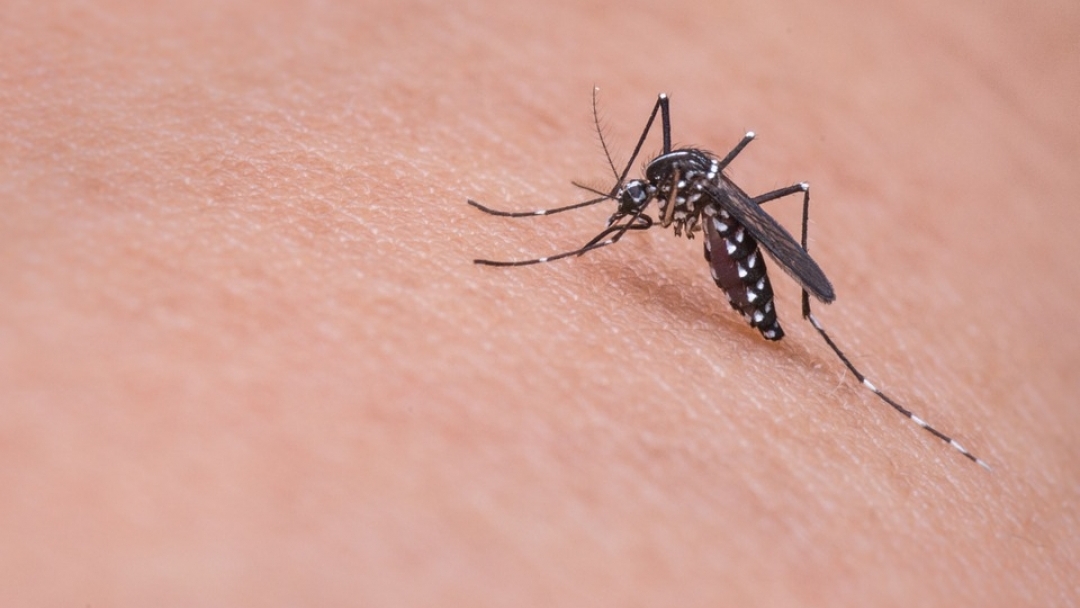 Предстои дезинсекция срещу комари в Русе 