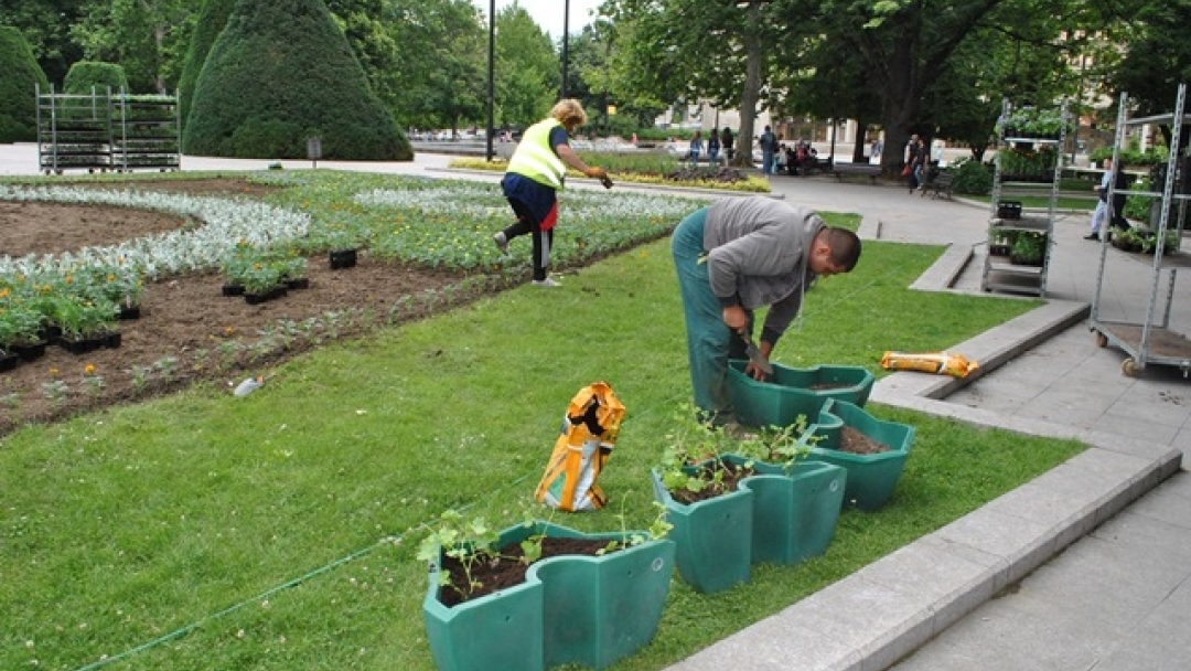 Започна лятното зацветяване на градинките в Русе