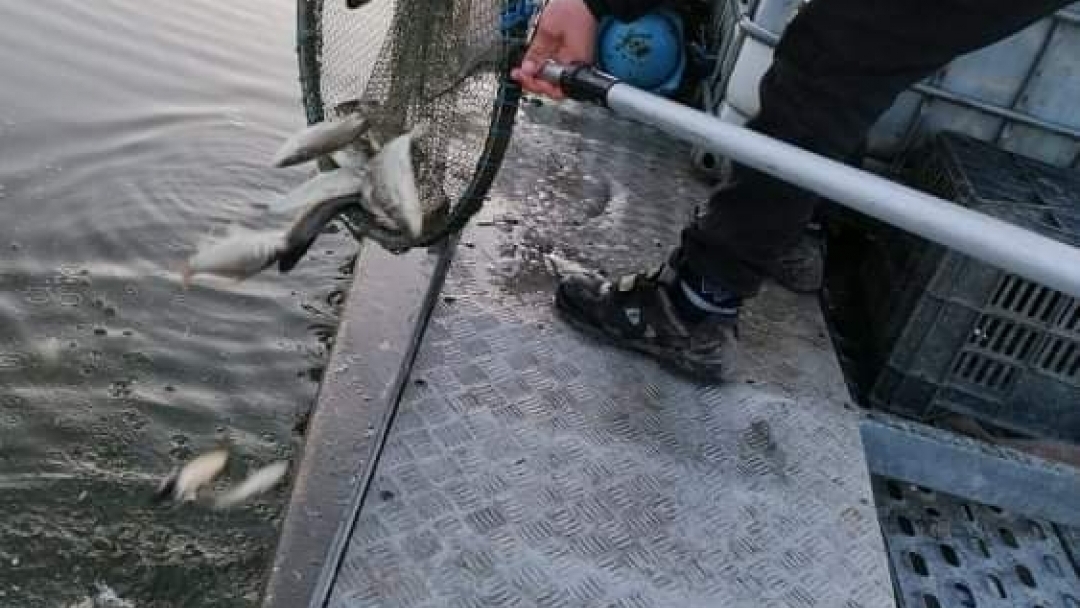 Благотворители пуснаха 1 тон риба в езерото на Лесопарк “Липник”