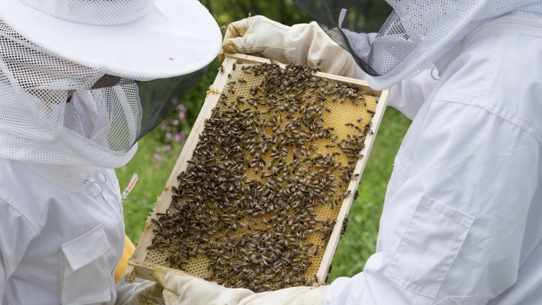 Детска бригада изучава тайнството на градинарството и пчелите