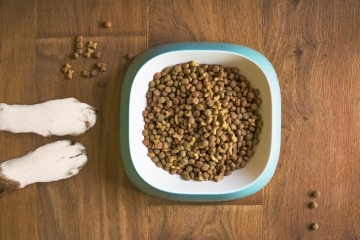 Община Русе обяви обществена поръчка за доставка на храна за кучета и котки в Общинския приют