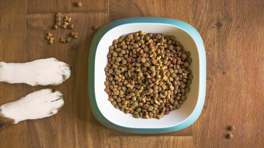 Община Русе обяви обществена поръчка за доставка на храна за кучета и котки в Общинския приют
