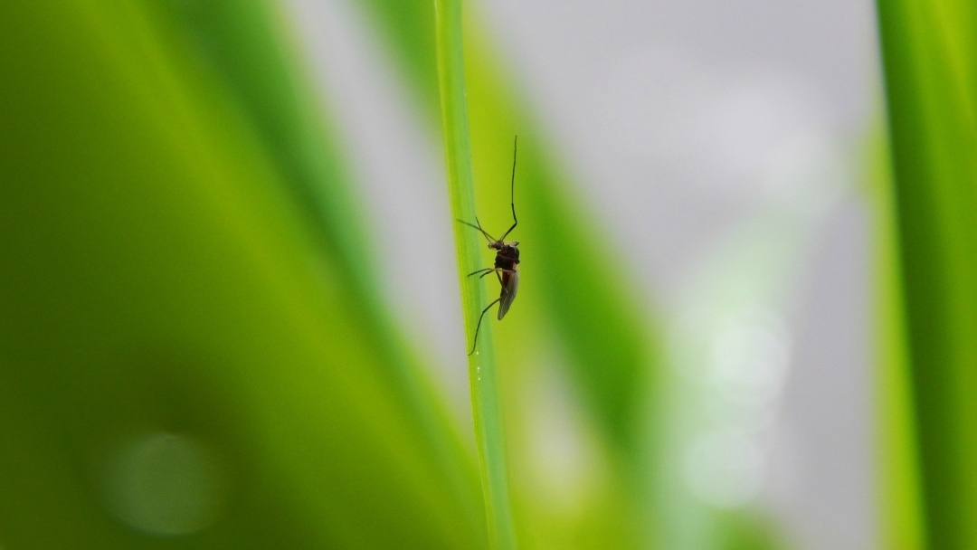 Пръскането срещу комари в Русе се отлага за следващата седмица