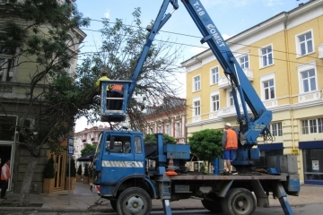 Средно по три жалби за изсъхнали клони постъпват в Община Русе ежедневно 