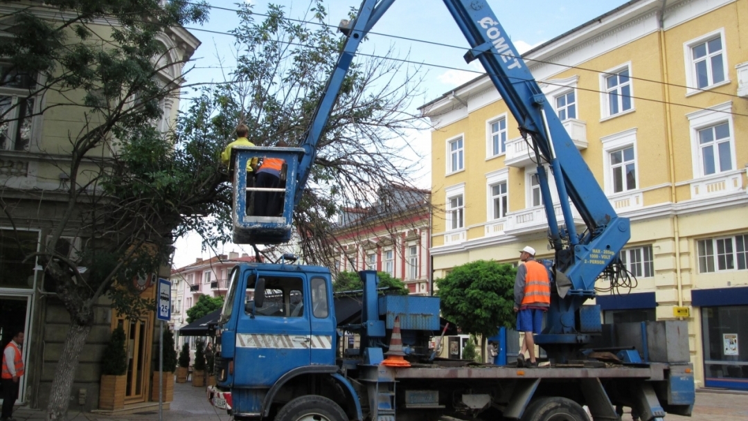 Средно по три жалби за изсъхнали клони постъпват в Община Русе ежедневно 