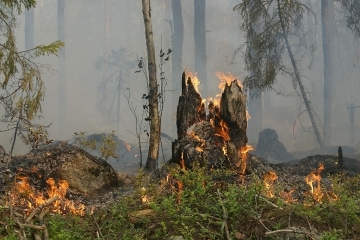 Гасят пожар в местността Буйна Яна