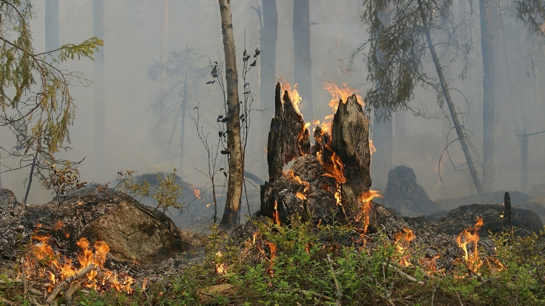 Гасят пожар в местността Буйна Яна