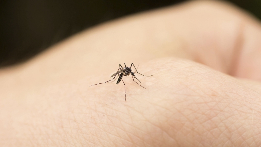 Предстои дезинсекция срещу комари в Русе