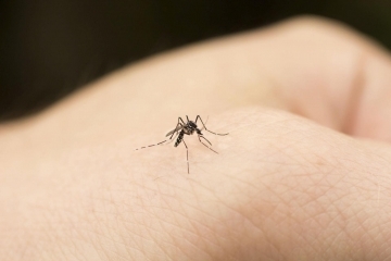 Продължава пръскането срещу комари на територията на община Русе