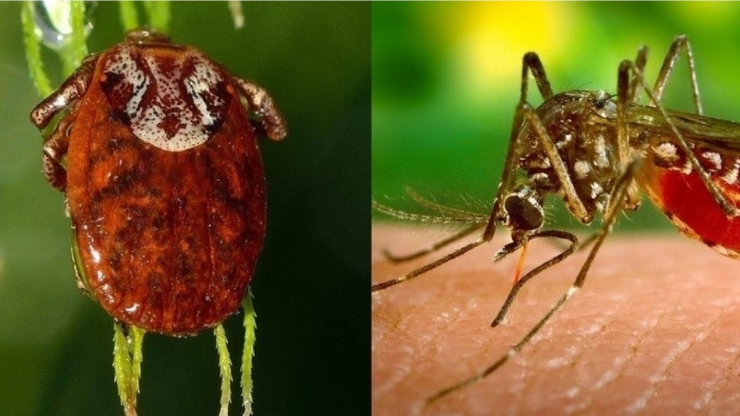Продължават пръсканията срещу комари и кърлежи