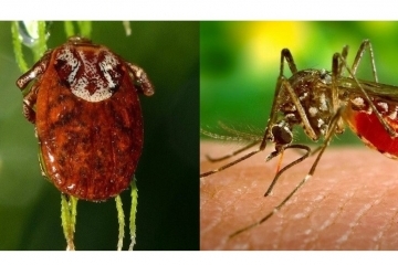 Продължават пръсканията срещу комари и кърлежи
