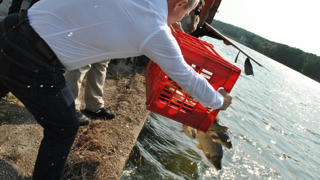 С 1 200 шарана зарибиха езерото „Липник“ край Русе