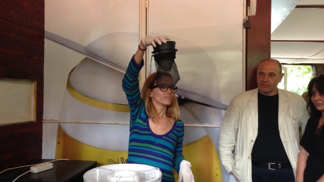 Община Русе чака доклад за популацията на комарите в Русе