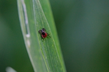 От 24 септември до 3 октомври в Русе ще се извършат обработки срещу кърлежи в урбанизираните територии