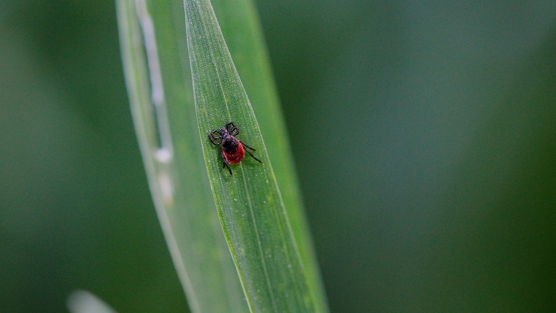 От 24 септември до 3 октомври в Русе ще се извършат обработки срещу кърлежи в урбанизираните територии