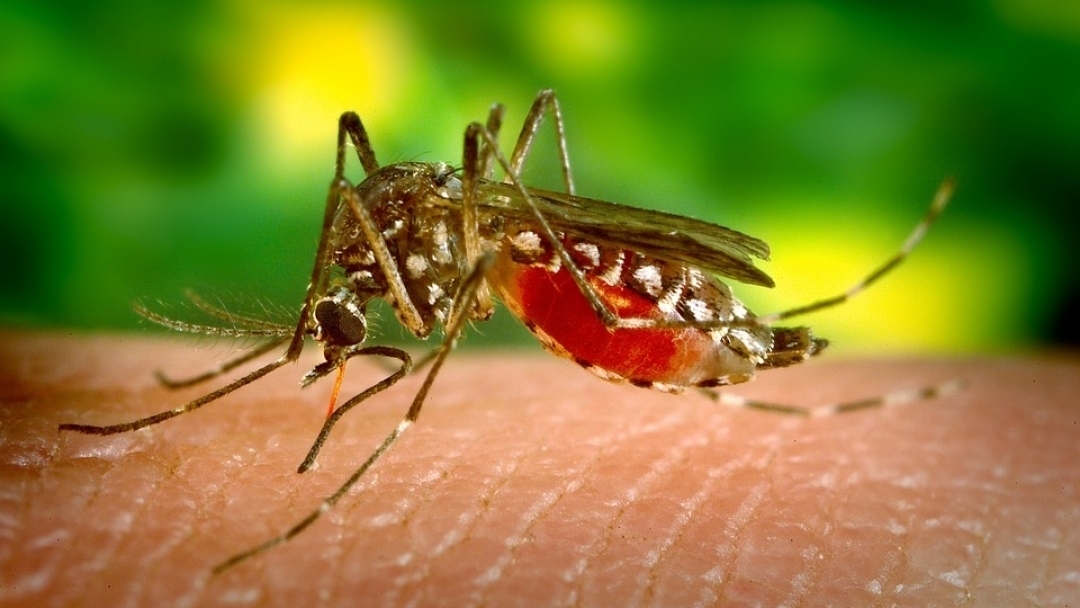 В късните часове днес ще се извърши пръскане срещу комари на територията на гр. Русе