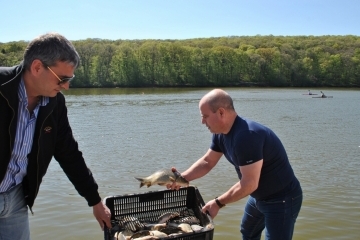 Езерото в Лесопарка "Липник" беше зарибено с близо 6500 шарана