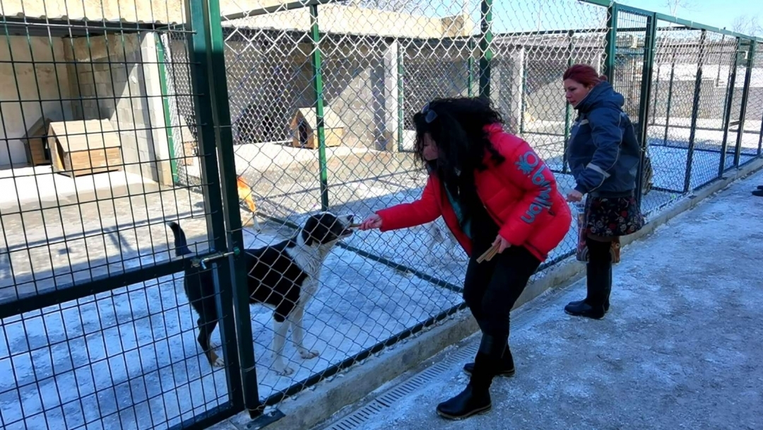  Приютът за животни в Русе е пример за грижата за безпризорни в България