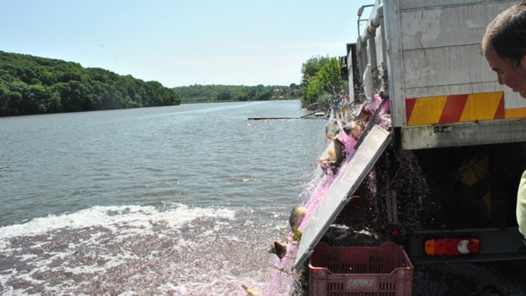 Над 800 едри шарана бяха пуснати в езерото в Лесопарка ‘Липник’