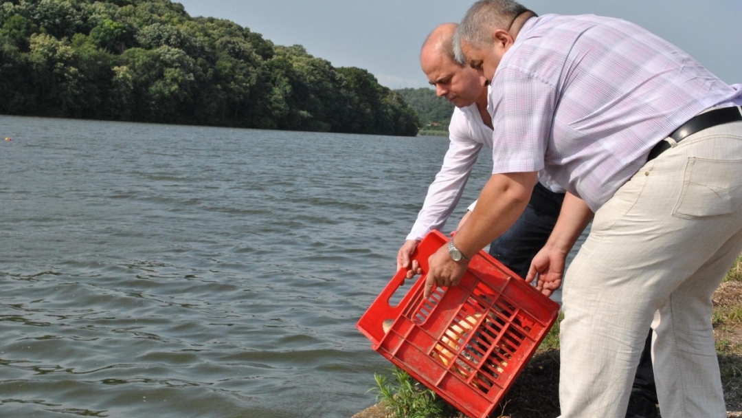 С 1 200 шарана зарибиха езерото „Липник“ край Русе