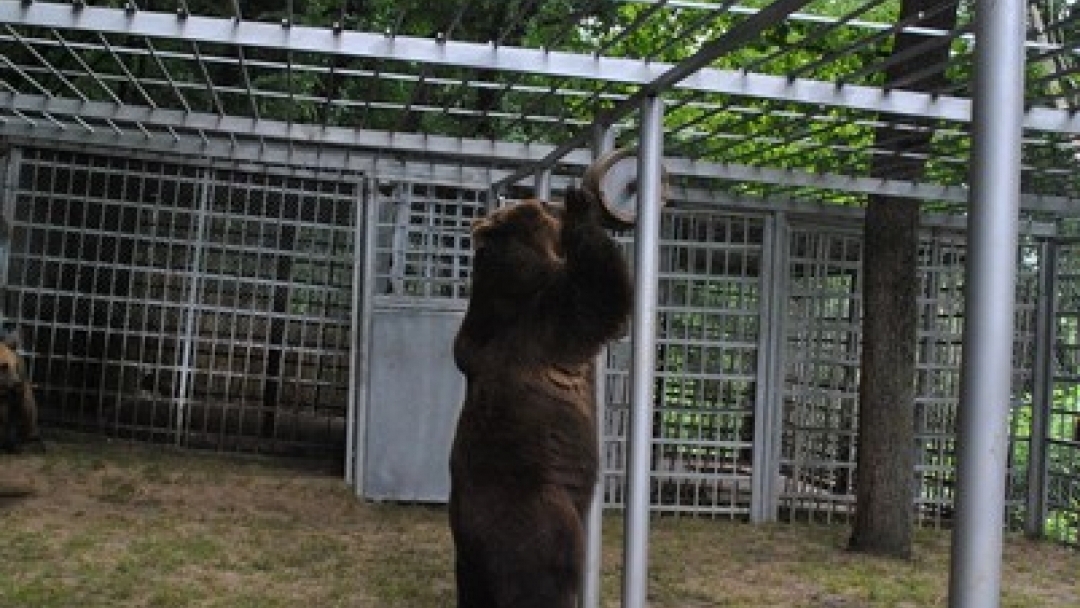 Община Русе прeдстави новия дом на мечките Бойка и Станди