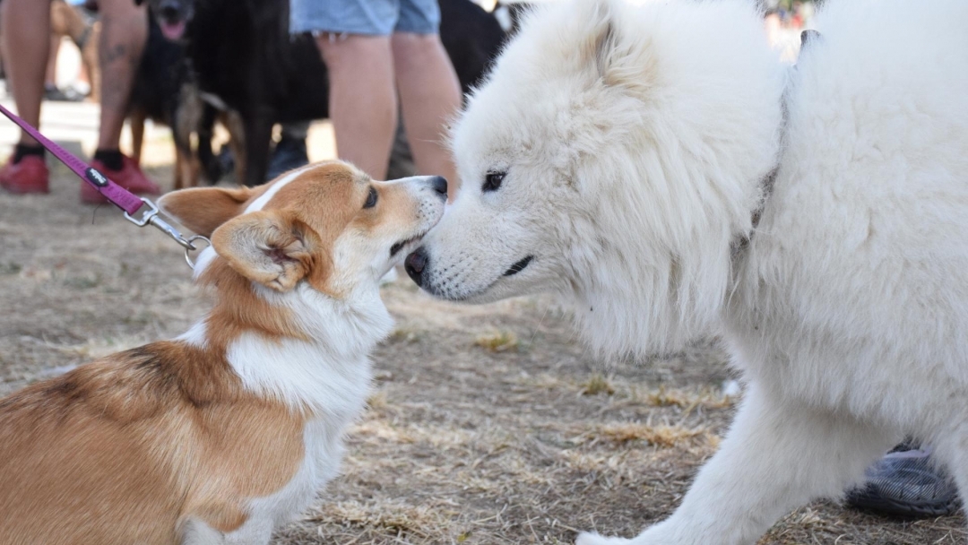 Над 70 животни дефилириха по червения килим на Парада на домашните любимци в Русе