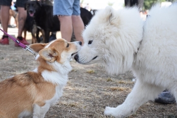 Над 70 животни дефилириха по червения килим на Парада на домашните любимци в Русе
