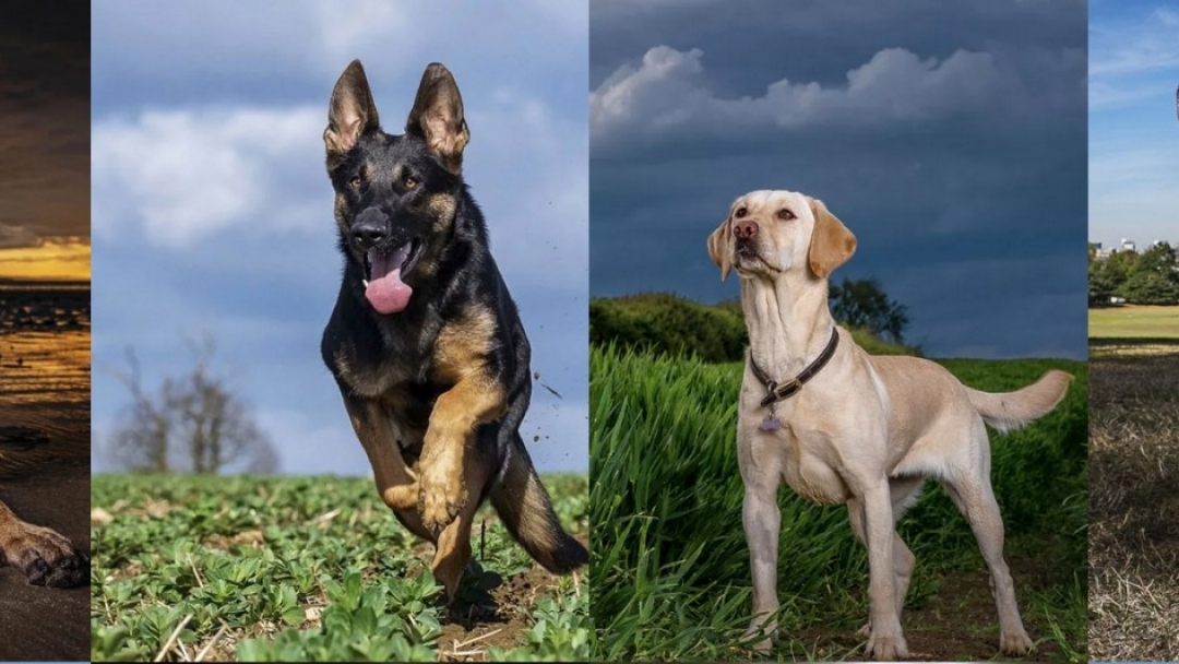 Кучета и котки от общинския приют в Русе стават модели на световно известен фотограф